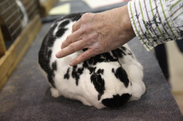 Mid-Tex RBA Rabbit Show